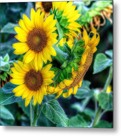 #sunflower Metal Print featuring the photograph Flower #39 by Albert Fadel