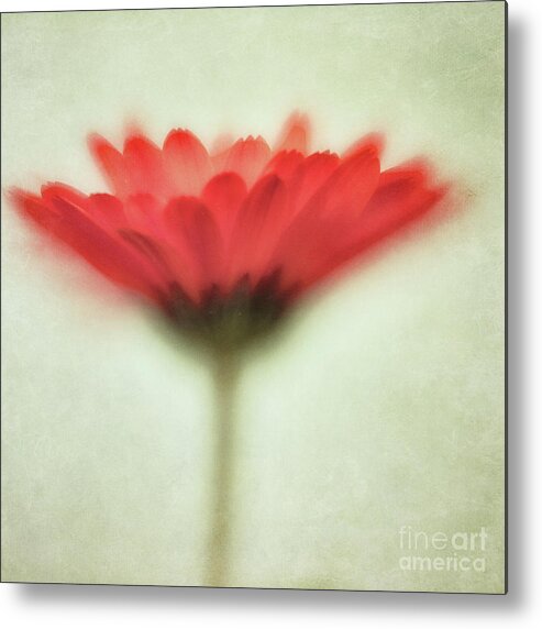 Marigold Metal Print featuring the photograph Flower Whispers by Priska Wettstein