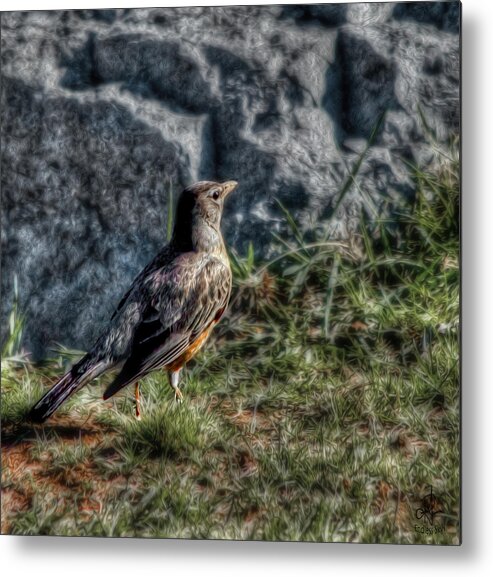 Robin Metal Print featuring the photograph Fly Robin Fly by Pennie McCracken