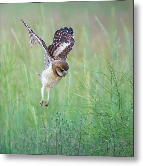 Burrowing Owls Metal Print featuring the photograph Flying Baby Burrowing Owl by Judi Dressler