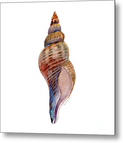 Conch Shell Painting Metal Print featuring the painting Fox Shell by Amy Kirkpatrick