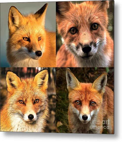 Fox Metal Print featuring the photograph Four By Fox by Jack Torcello