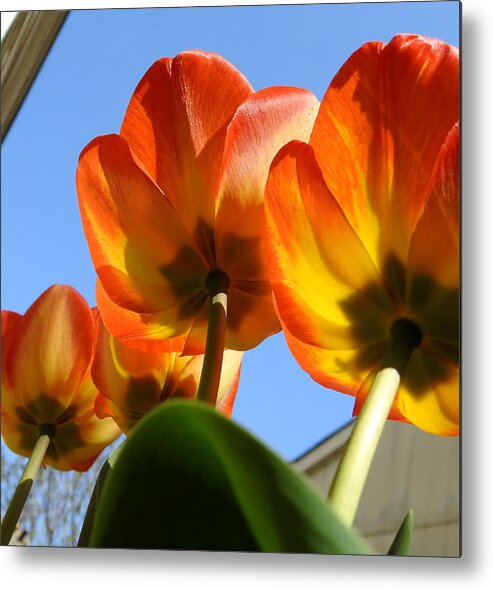 Orange And Yellow Metal Print featuring the photograph From the Bottom by Betty-Anne McDonald