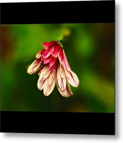 Nature Metal Print featuring the photograph Red and White Flower by Awni H