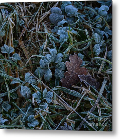 Dawn Frostings Metal Print featuring the photograph Frostings 4 by Paul Davenport