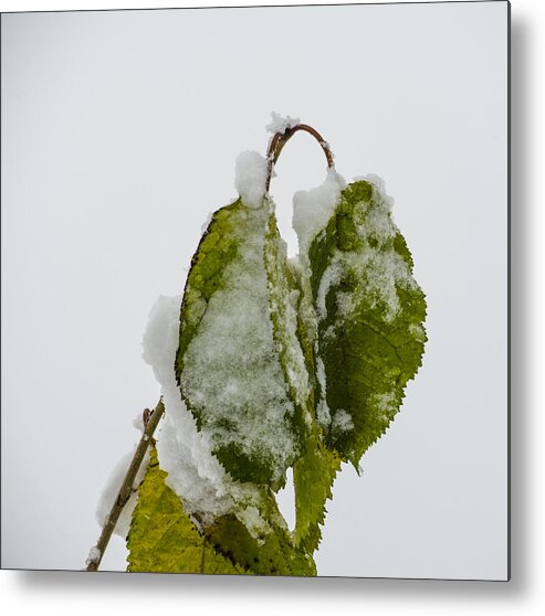 Snow Metal Print featuring the photograph Frosty Green Leaves by Deborah Smolinske