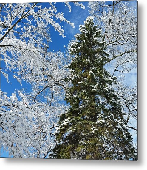 Winter Metal Print featuring the photograph Frozen Evergreen by Vic Ritchey