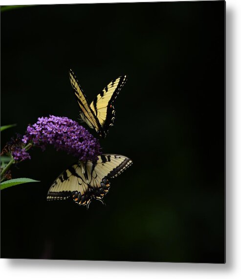 Butterfly Metal Print featuring the photograph Garden of Eden by Carolyn Mickulas