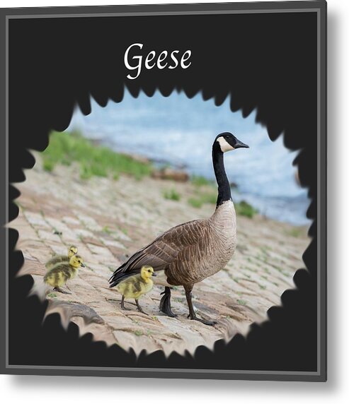 Geese Metal Print featuring the photograph Geese in the Clouds by Holden The Moment