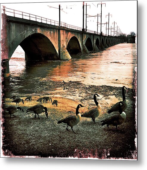 Geese Metal Print featuring the photograph Geese On A Stroll by Kevyn Bashore
