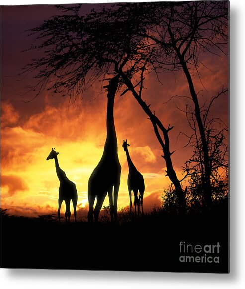 Giraffa Camelopardalis Metal Print featuring the photograph Giraffes at Runrise by Warren Photographic