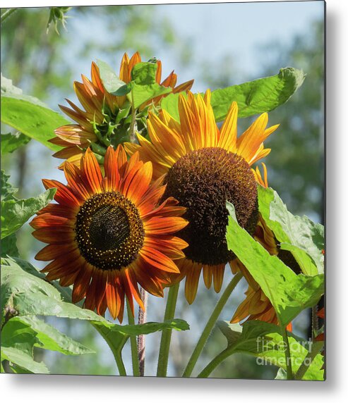 Flowers Metal Print featuring the photograph Glory III by Lili Feinstein