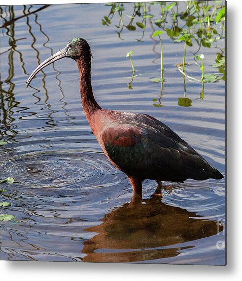 Ibis Metal Print featuring the photograph Glossy Ibis wading by Rodney Cammauf
