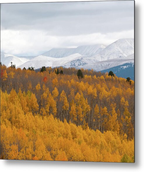 Aspen Metal Print featuring the photograph Golden Aspen and Snow Covered Mountains by Cascade Colors