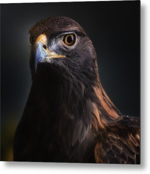 Bird Metal Print featuring the photograph Golden Headshot by Bill and Linda Tiepelman