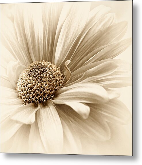 Flower Metal Print featuring the photograph Golden Mist by Darlene Kwiatkowski