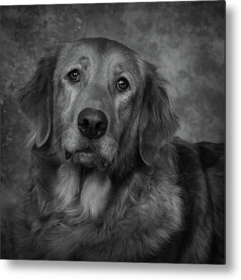 Dog Metal Print featuring the photograph Golden Retriever In Black and White by Greg and Chrystal Mimbs