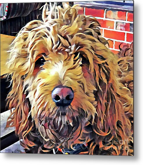 Goldendoodle Metal Print featuring the photograph Goldendoodle Puppy by Xine Segalas