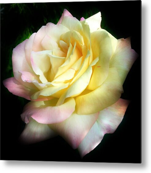 Flora Metal Print featuring the photograph Gone but not Forgotten by Bruce Bley