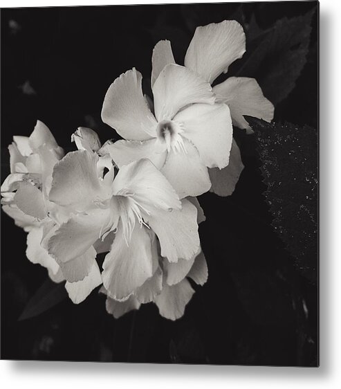 Flower Metal Print featuring the photograph Grace in White by Brad Hodges