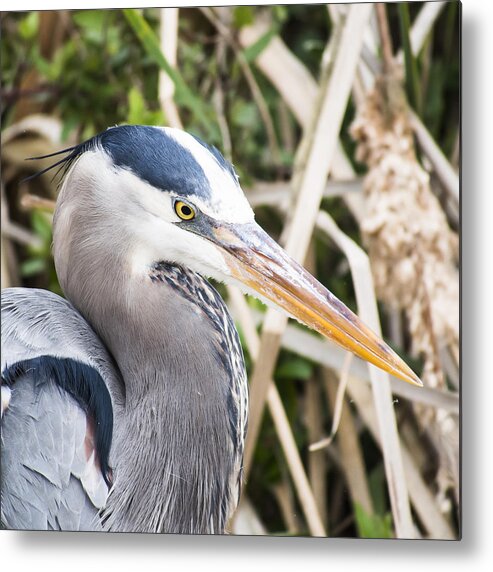 Great Blue Heron Metal Print featuring the photograph Great Blue Heron by Ian Johnson