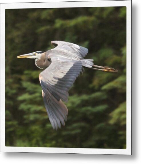 Wildlife Metal Print featuring the photograph Great Blue Heron In Flight. They Look by Hermes Fine Art