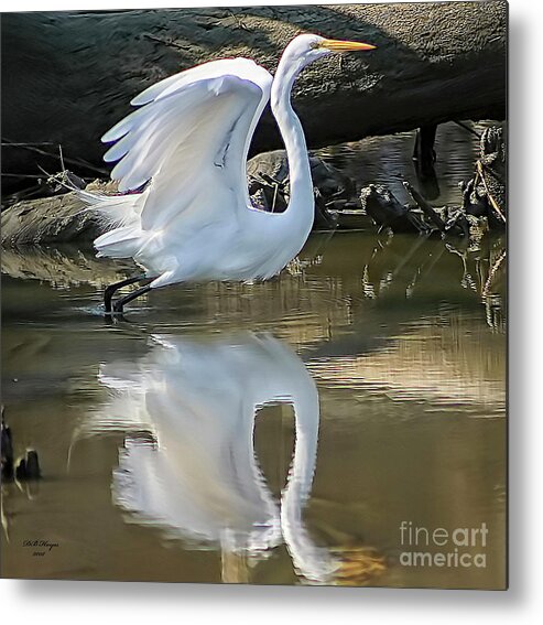 Egret Metal Print featuring the photograph Great Egret Lifting Off by DB Hayes
