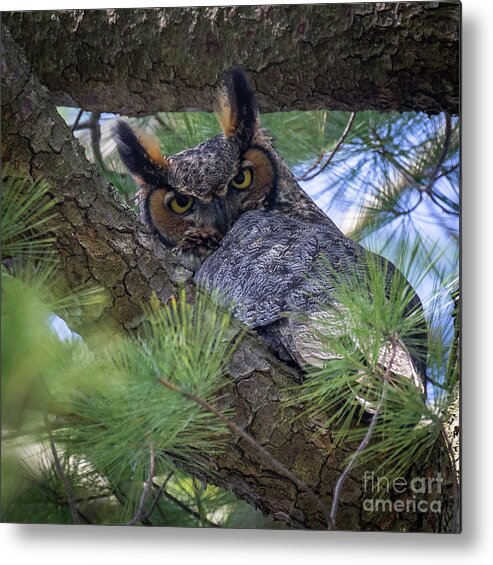 Female Metal Print featuring the photograph Great Horned Owl by Jim Gillen