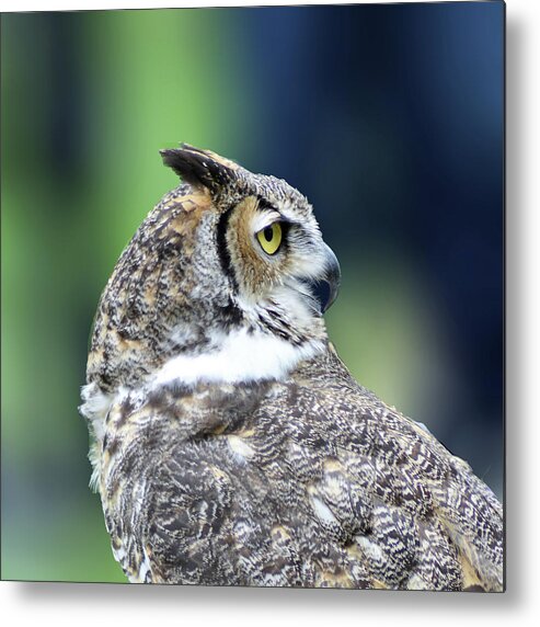 Great Horned Owl Metal Print featuring the photograph Great Horned Owl Profile by Kathy Kelly