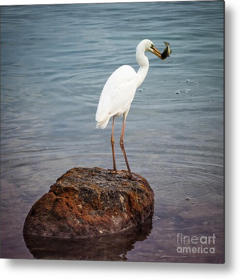 Great White Heron Metal Print featuring the photograph Great white heron with fish by Elena Elisseeva