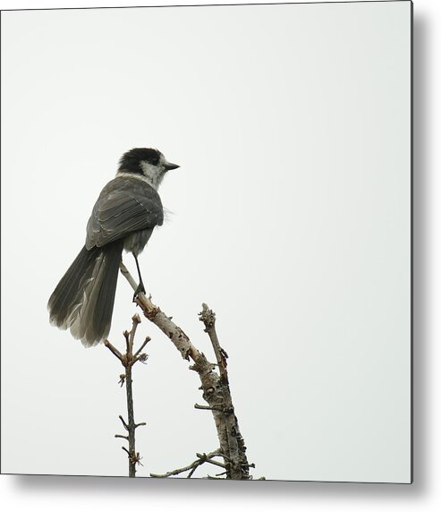 Bird Metal Print featuring the photograph Grey Jay by Ronda Broatch