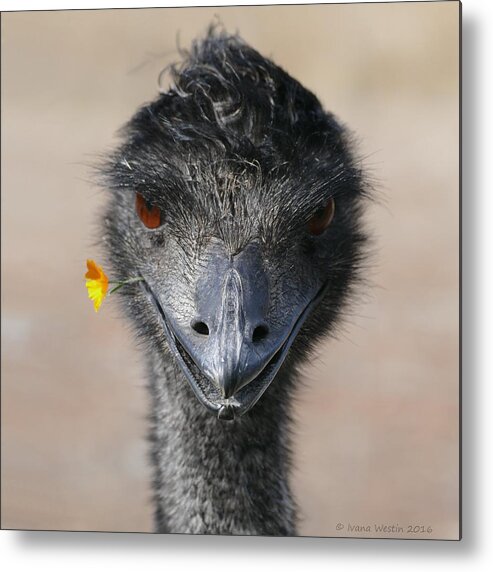 Emu Metal Print featuring the photograph Happy Emu by Ivana Westin