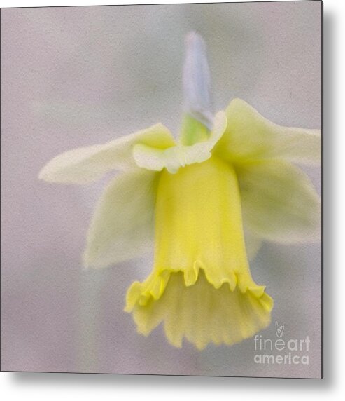 Daffodil Metal Print featuring the photograph Harbinger of Spring by Cindy Garber Iverson