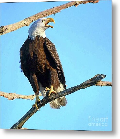 Bald Eagle Metal Print featuring the photograph Harriet and her vocals by Liz Grindstaff