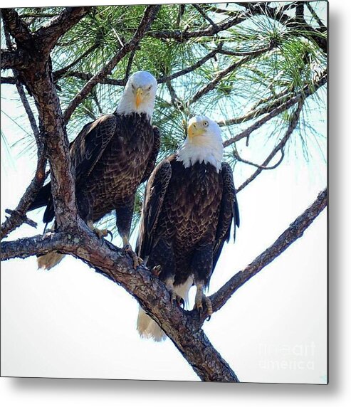 Bald Eagle Metal Print featuring the photograph Harriet and M15 by Liz Grindstaff