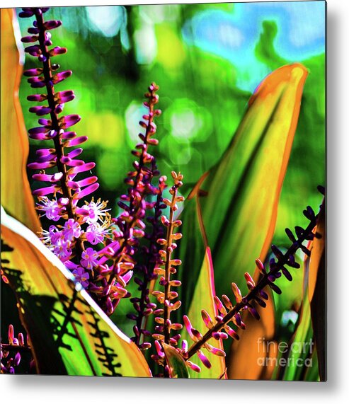 Ti Metal Print featuring the photograph Tropics Ti Leaf Plant and Flowers by D Davila