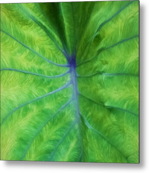 Taro Metal Print featuring the photograph Hawaiian Taro Leaf Texture by Denise Beverly