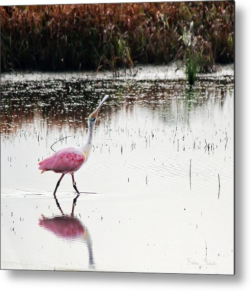 Heads Up Metal Print featuring the photograph Heads Up Roseate by Barbara Chichester