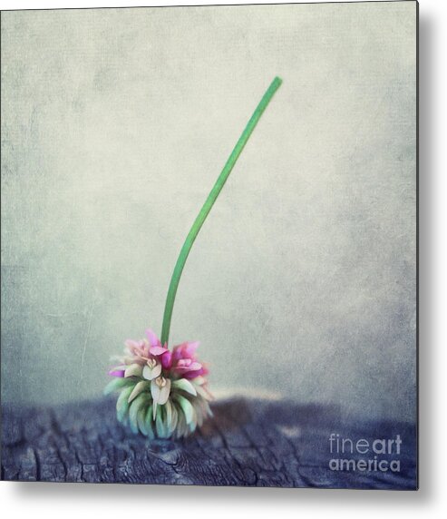 Clover Metal Print featuring the photograph Headstand by Priska Wettstein