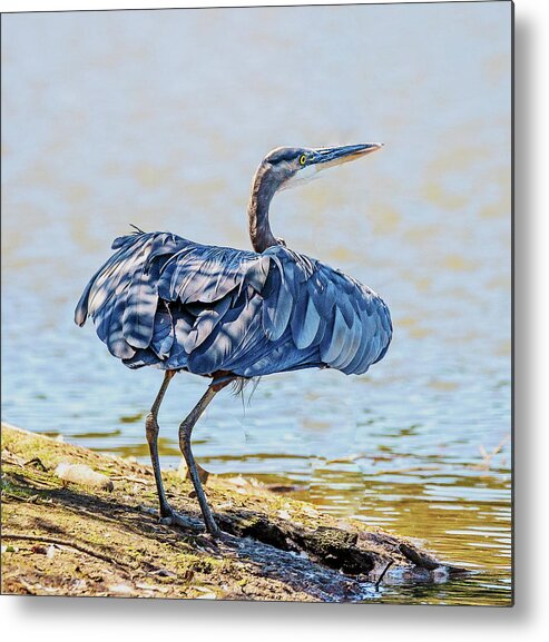 Heron Metal Print featuring the photograph Heron Puffing by Jerry Cahill