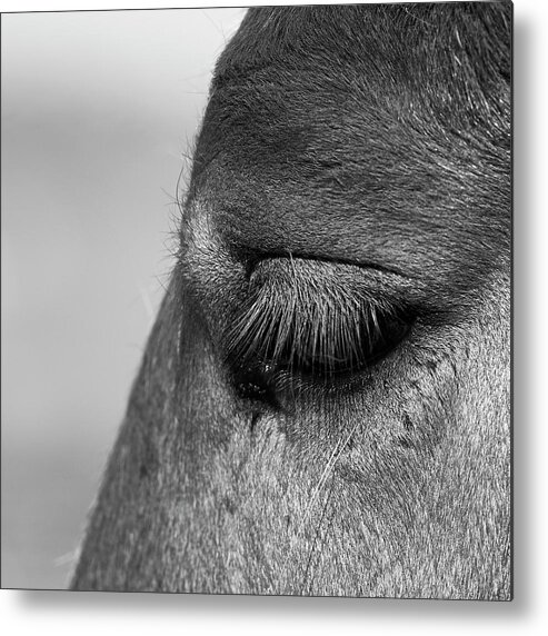 Eye Of The Horse Metal Print featuring the photograph Horse Lashes by Paul Freidlund