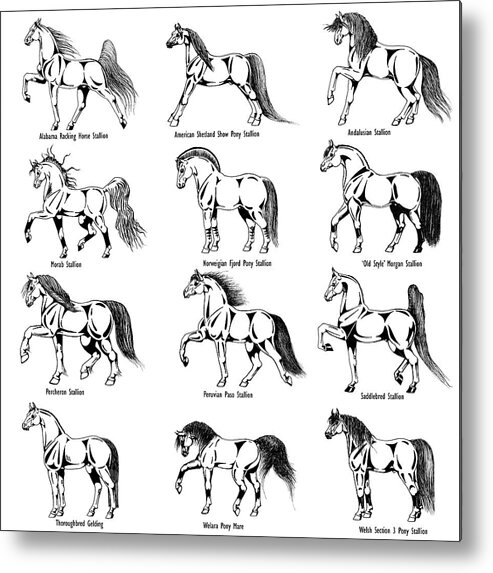Horse Metal Print featuring the drawing Horse Sketch Composite by Christopher McKenzie