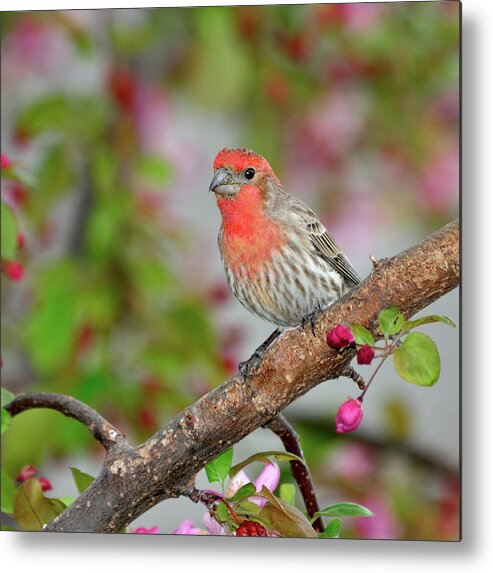 Finch Metal Print featuring the photograph House Finch by Betty LaRue