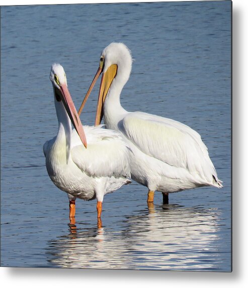 Pelican Metal Print featuring the photograph How About a Date Gorgeous? by Rosalie Scanlon