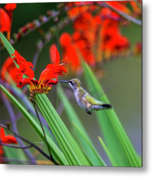 Hummingbird Metal Print featuring the photograph Hummer Lunch by Dale R Carlson