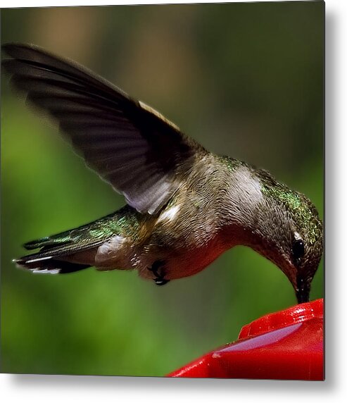 Bird Metal Print featuring the photograph Hummingbird by David Patterson