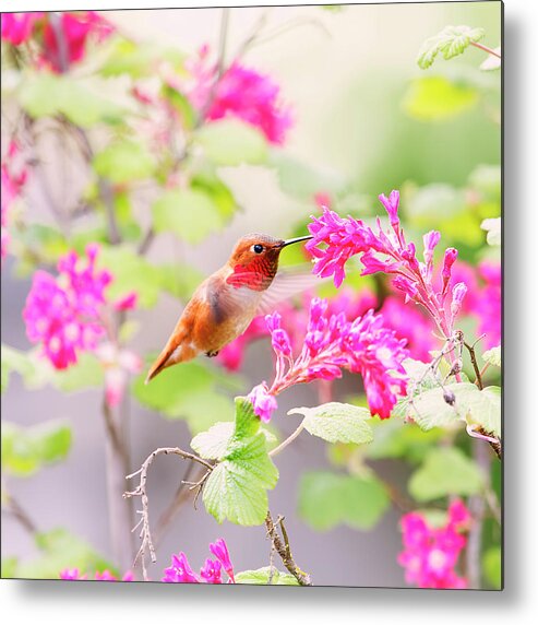 Hummingbird Metal Print featuring the photograph Hummingbird in Spring by Peggy Collins
