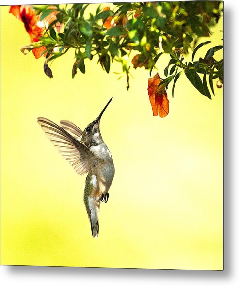Hummingbird Metal Print featuring the photograph Hummingbird Under the Floral Canopy by William Jobes