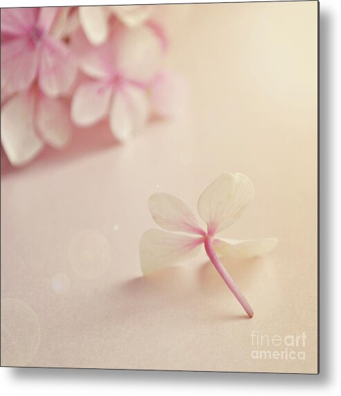 Pink Metal Print featuring the photograph Hydrangea Flower by Lyn Randle