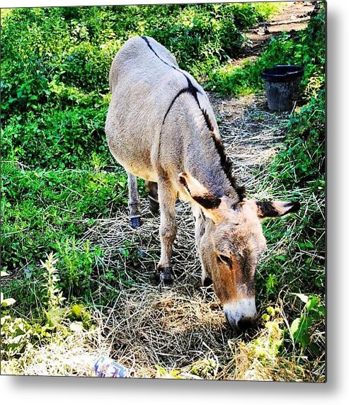 Vermont Metal Print featuring the photograph I Want One. #minidonkey by Carly Barone
